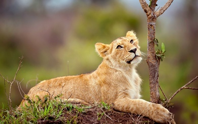 Lioness In Jungle
