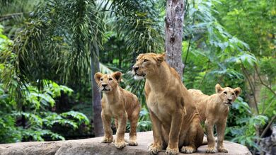 Lions Sitting on Rock