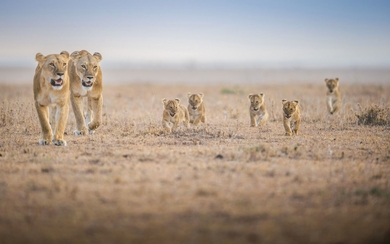 Lions With Lion Cubs HD Wallpaper