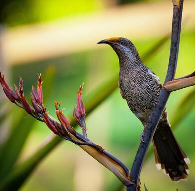 Little Wattlebird Sitting on Tree Branch