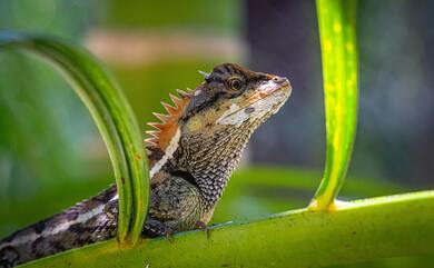 Lizard Reptile On Green Plant