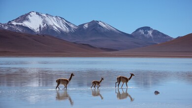 Llama Walking in Sea HD Image