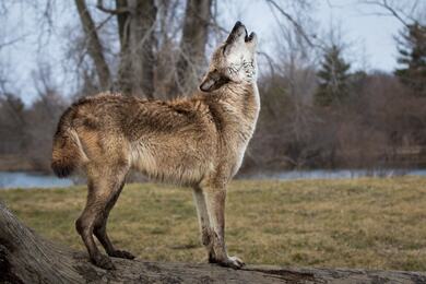 Lone Wolf in Forest