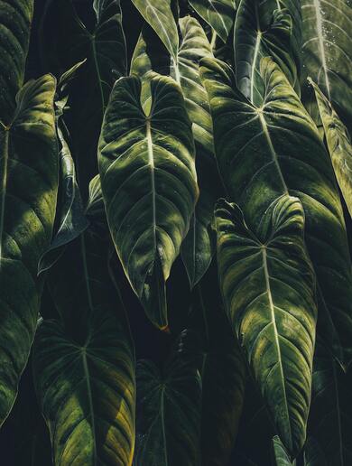 Long Leaves of Tree