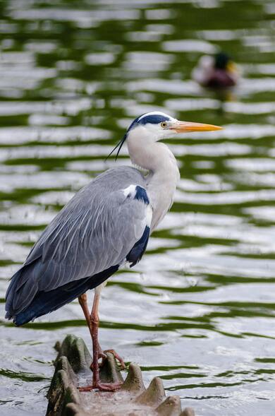 Long Legged Bird Near Water