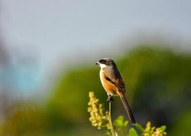 Long Tailed Shrike Bird Sitting on Flower Branch