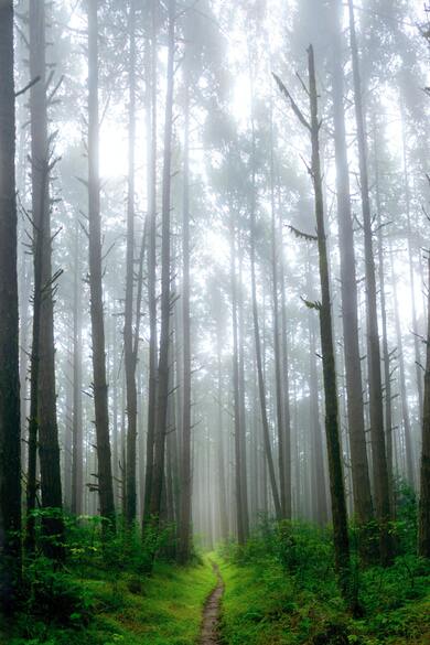 Long Tree in Forest Mobile Wallpaper