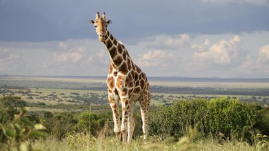 Longest Giraffe 4K Photo