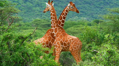 Longest Giraffe 5K Stunning Wallpaper