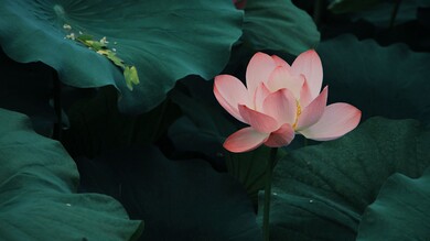 Lotus Flower Desktop Background