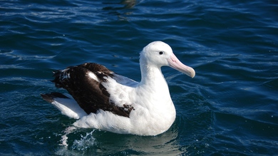 Lovely Albatrosses Swimming in Water