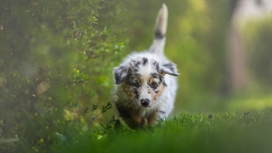 Lovely Dog in Garden Pic