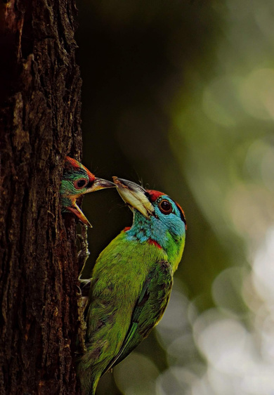 Lovely Kingfisher Mother and Baby Pic