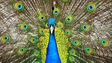 Lovely Peacock Bird 4K