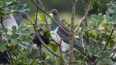 Lovely Pigeon 8K Bird Wallpaper