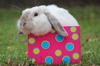 Lovely Rabbit in Gift Box