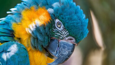 Macaw Bird CloseUp