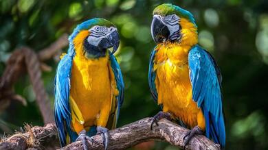 Macaw Bird Couple