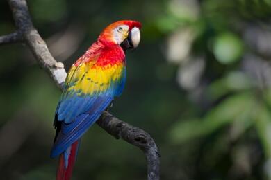 Macaw Colorful Bird