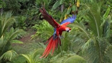 Macaw Flying HD Photo
