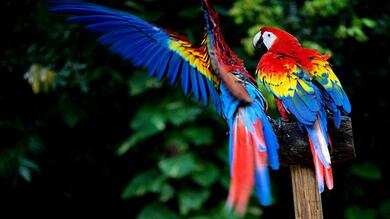 Macaw Macro Photography