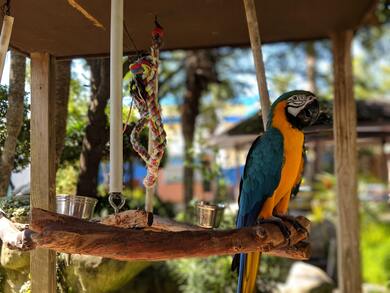 Macaw Parrot Bird 4K Photography