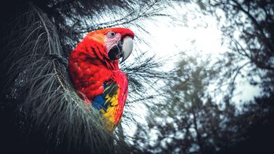 Macaw Parrot Bird on Tree Amazing Photography