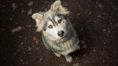 Mackenzie River Husky Dog Wallpaper