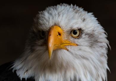 Macro Photo of Bald Eagle Against Black Background