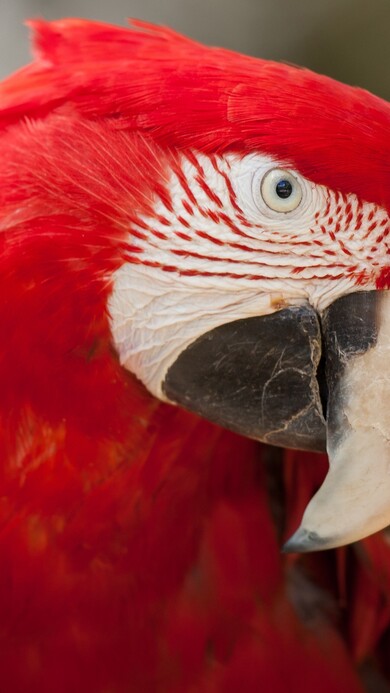 Macro Red Parrot Image