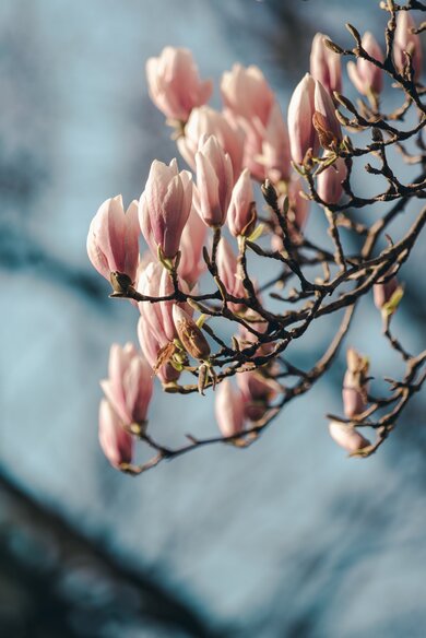 Magnolia Plant Flower