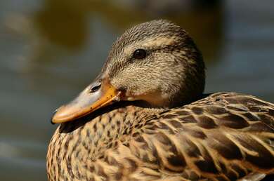 Mallard Bird Close Up Look 4K Wallpaper