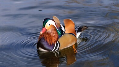 Mandarin Duck Wallpaper