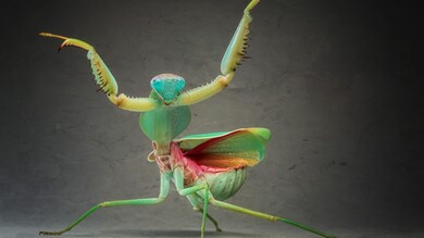 Mantis Insect Wallpaper