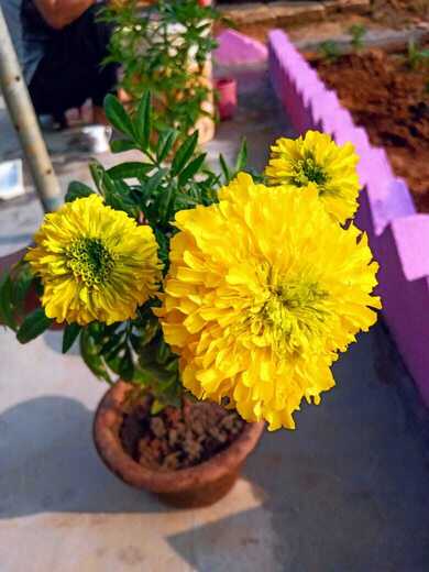 Marigold Flower Plant Pic