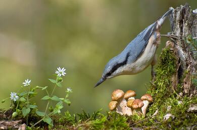 Master Shot Photography of Bird