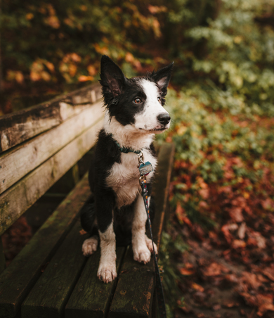 McNab Dog Sitting on Bench