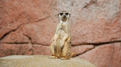 Meerkat Animal HD Photo