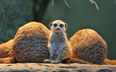 Meerkat Animal Photo