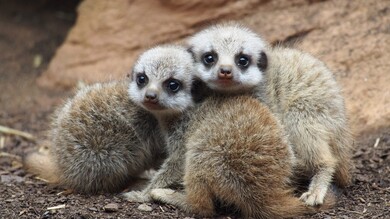 Meerkat Babies HD Photography