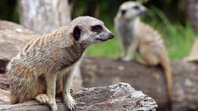 Meerkat Sitting in Rock HD Wallpaper