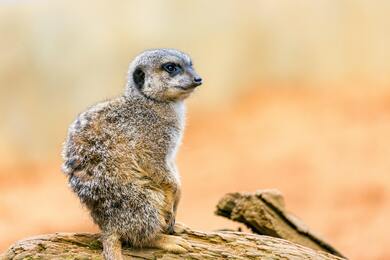 Meerkat Standing on Brown Rock