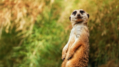 Meerkat Wallpaper