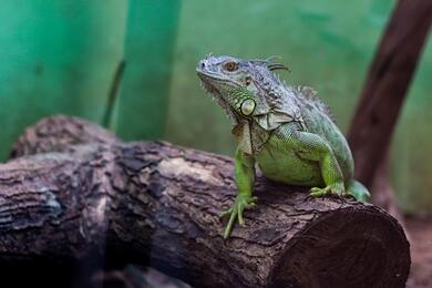 Mexican Green Iguana Animal Pic