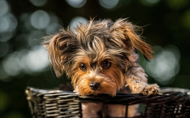 Miniature Schnauzer Puppy