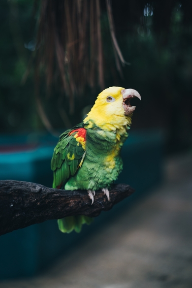 Mobile Image of Green and Yellow Parrot Bird