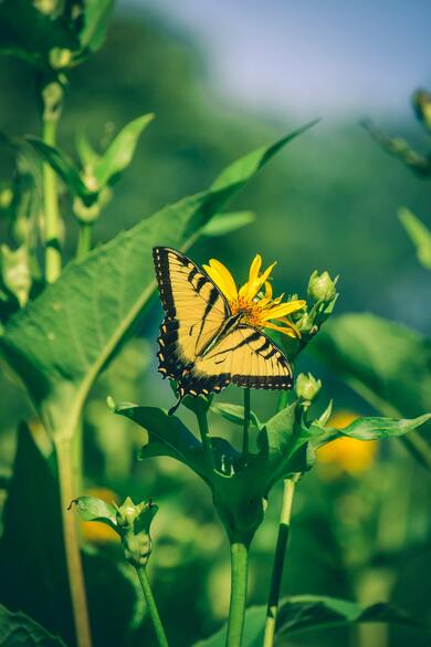 Monarch Butterfly on Yellow Flower