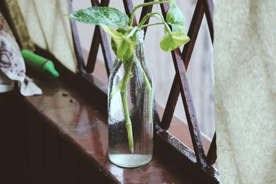 Money Plant in Glass Bottle Wallpaper
