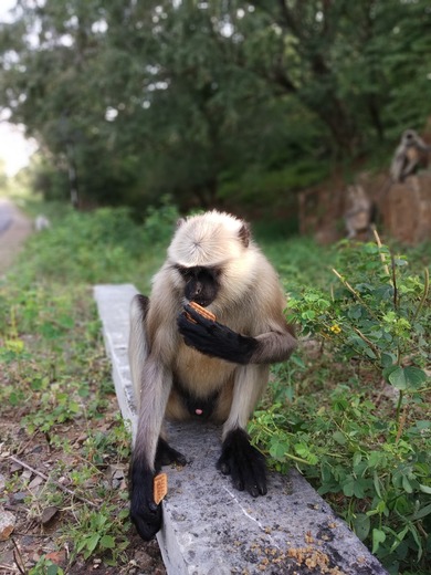 Monkey at Todgarh Raoli Sanctuary Wildlife