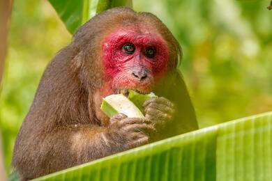 Monkey Eating Green Vegetable
